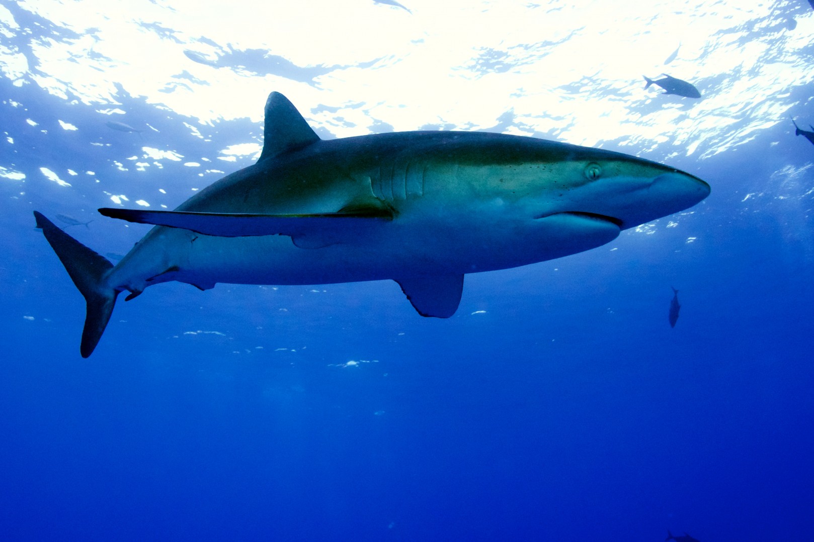 The Sharks took over the Islands!