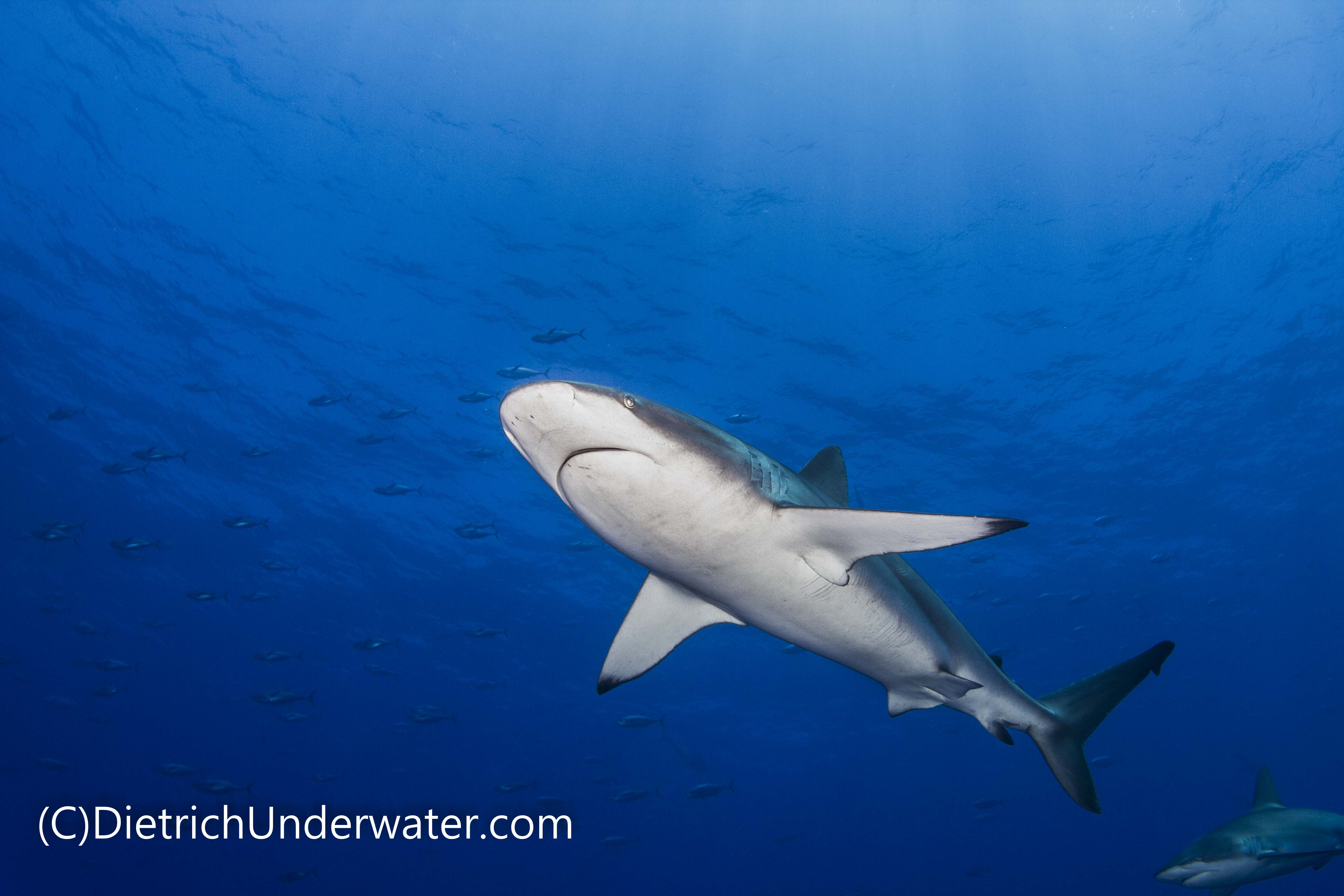 Shark soup as it should be – alive and in the open ocean!