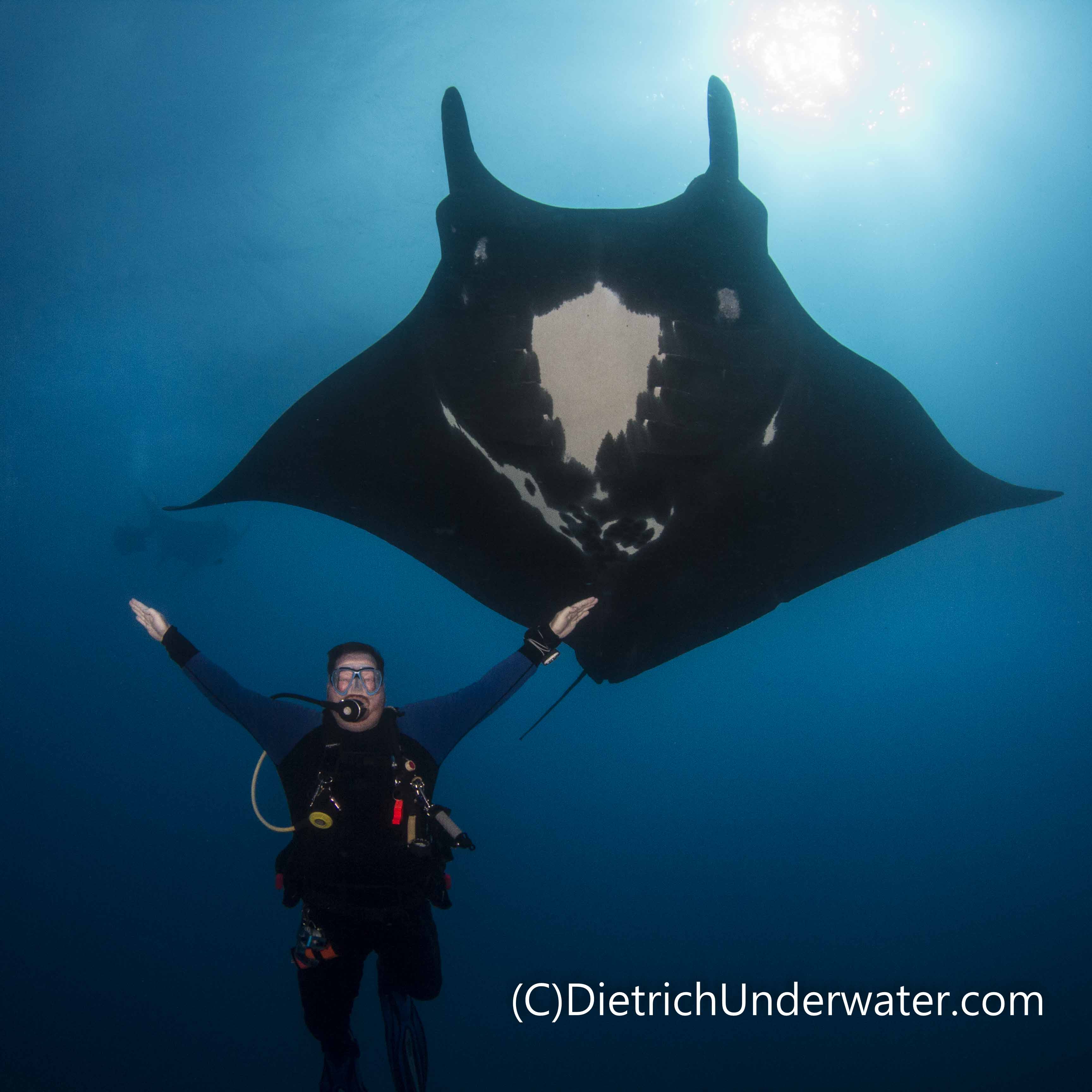 My own giant manta at Punta Tosca!