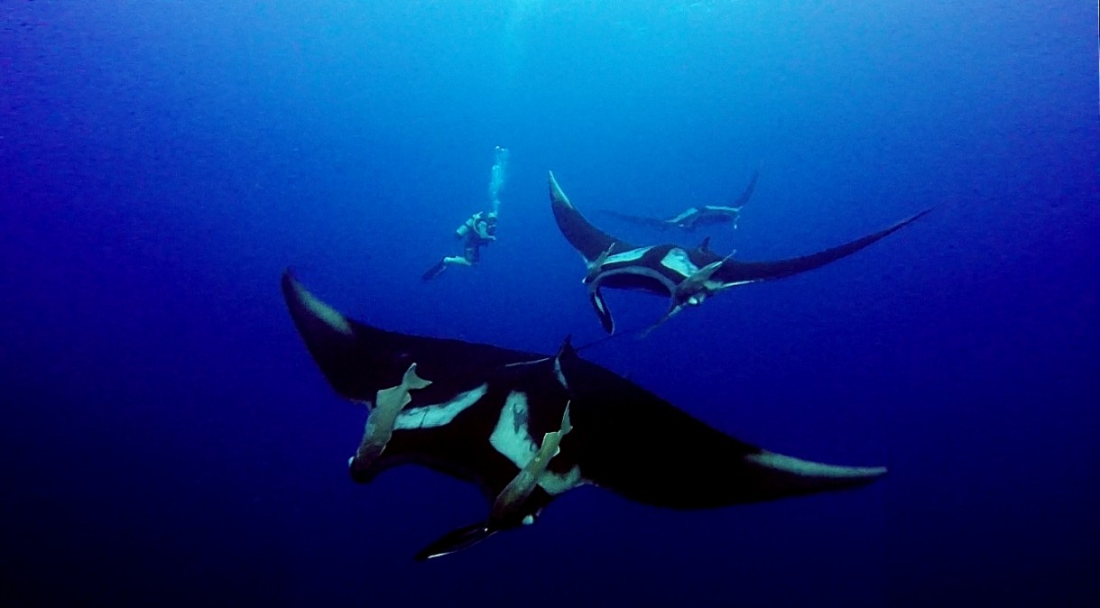 The Manta Dance