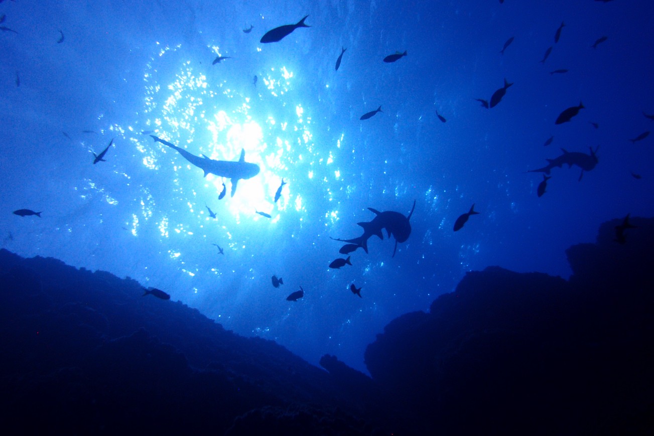 Atleast 500 Sharks!