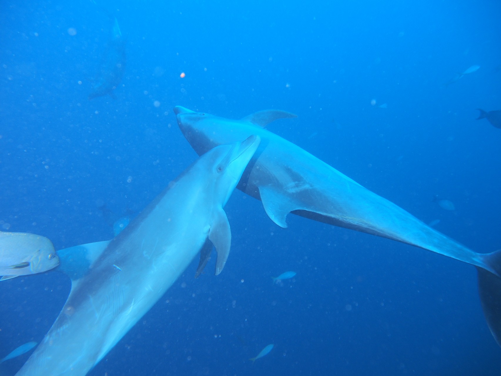 Dolphins and babies!