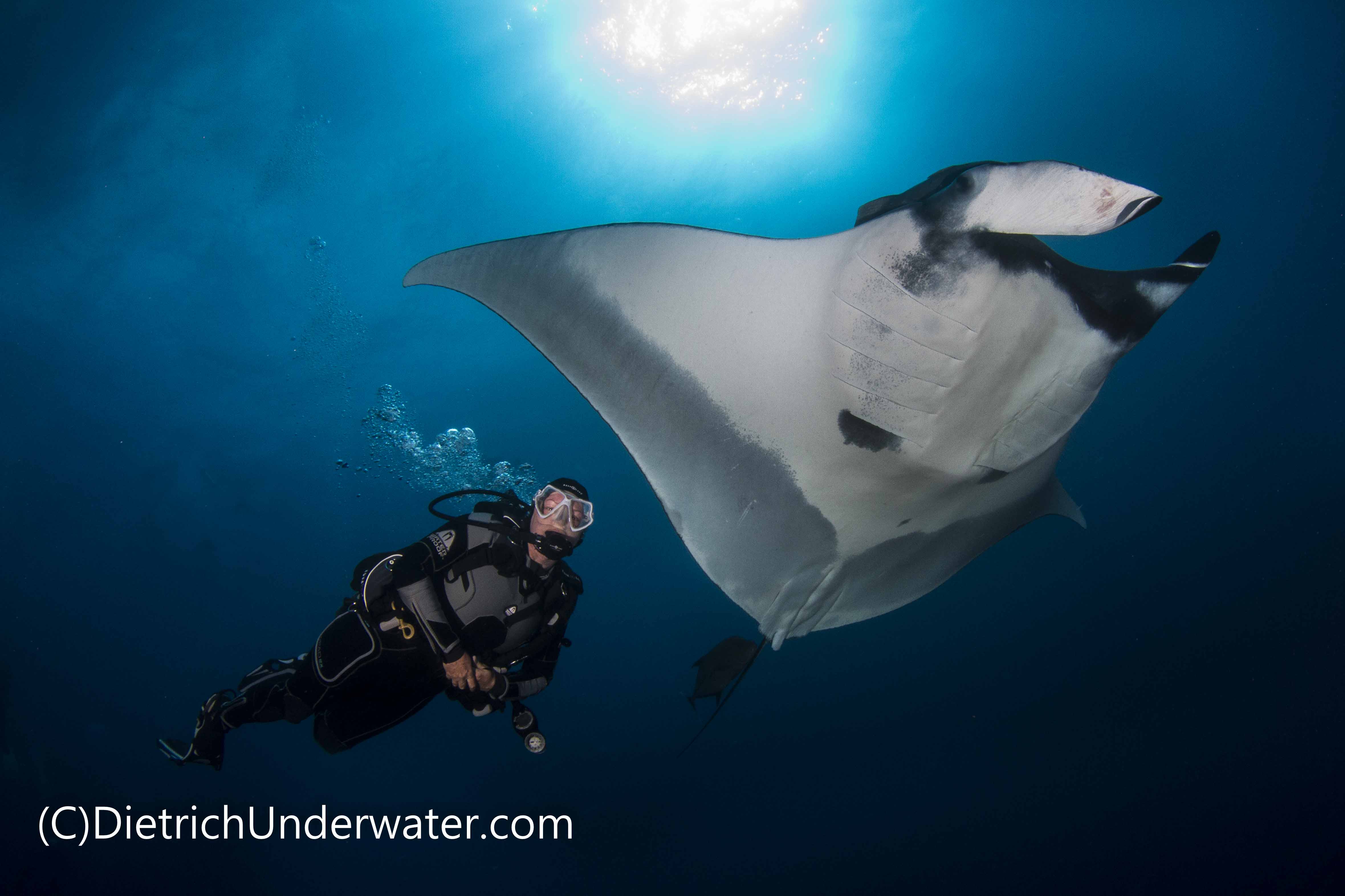 Have you ever had a rendezvous with a giant manta ray?