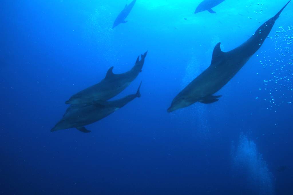 The dives can only be as good as they are organized and prepared.
