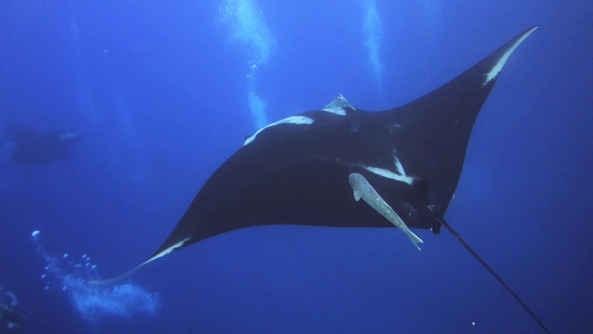 3 Giant Mantas!