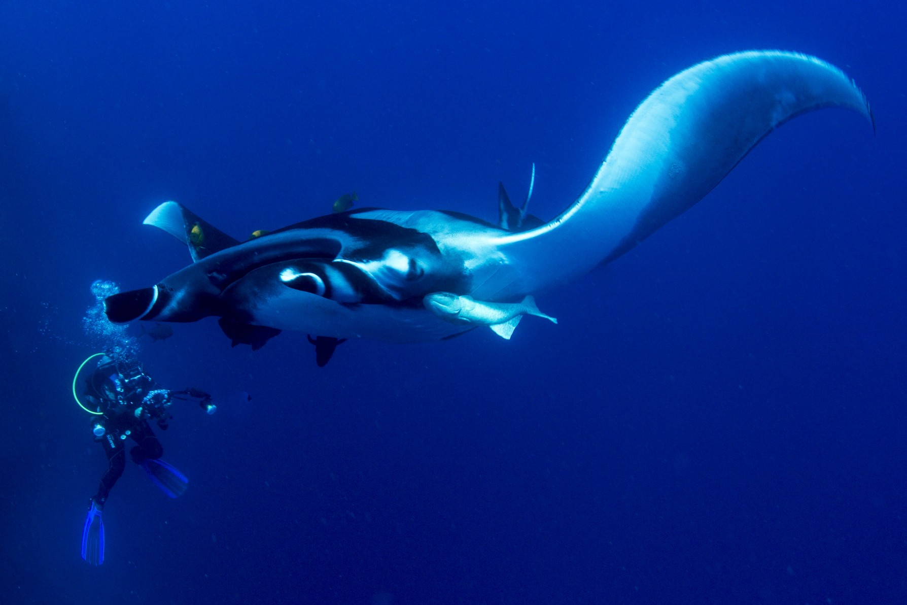 Flirty mantas