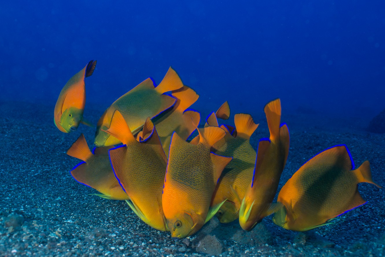 il sogno di ogni biologo marino