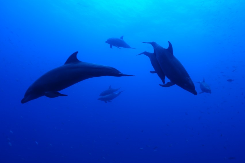 Giant Mantas Galore