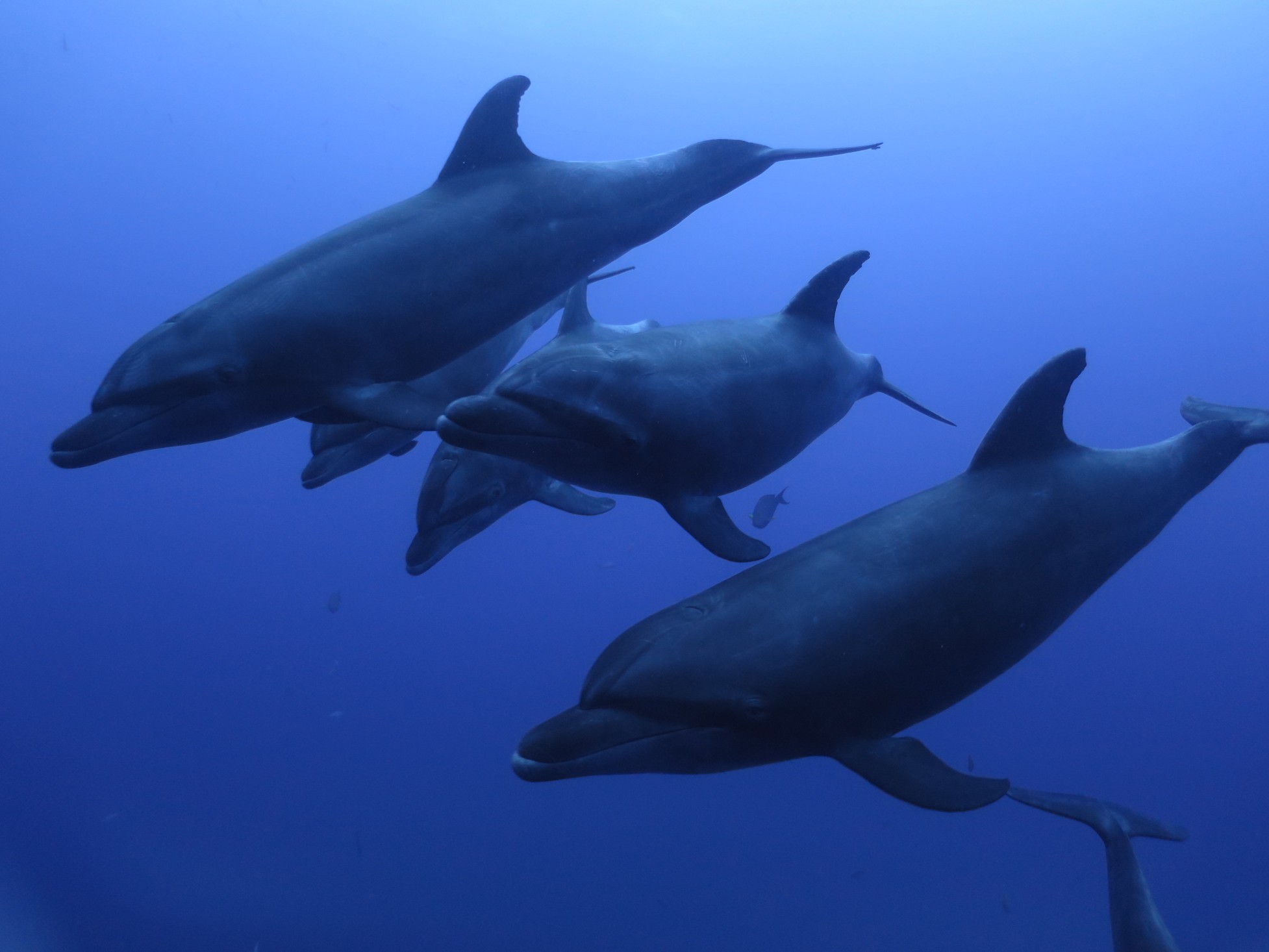 The diving has been spectacular! – Belle Amie