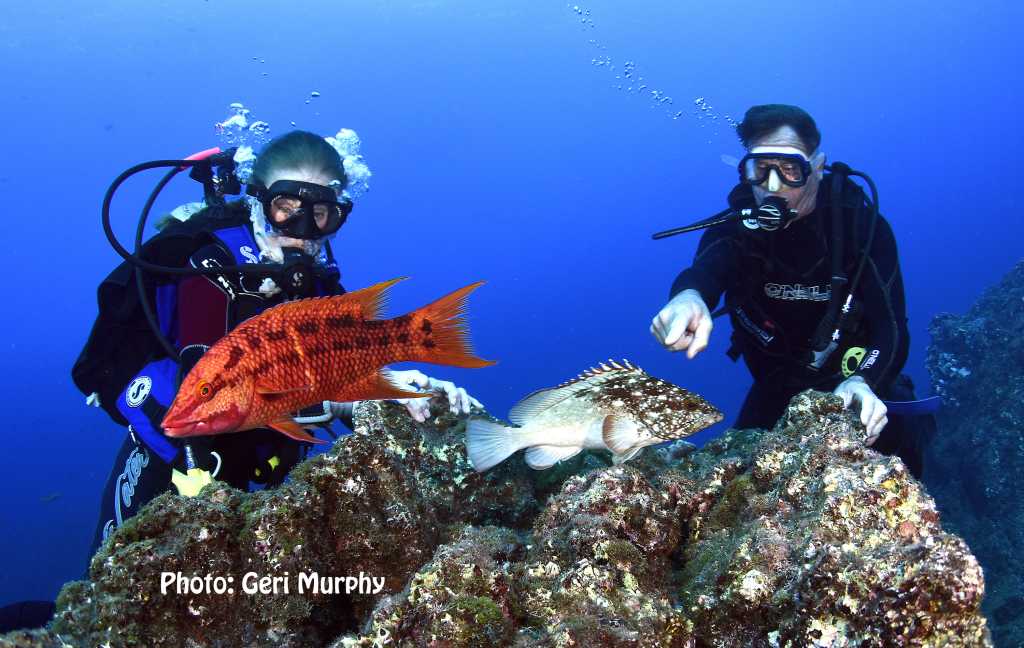 Scuba diving tours in the Sea of Cortez