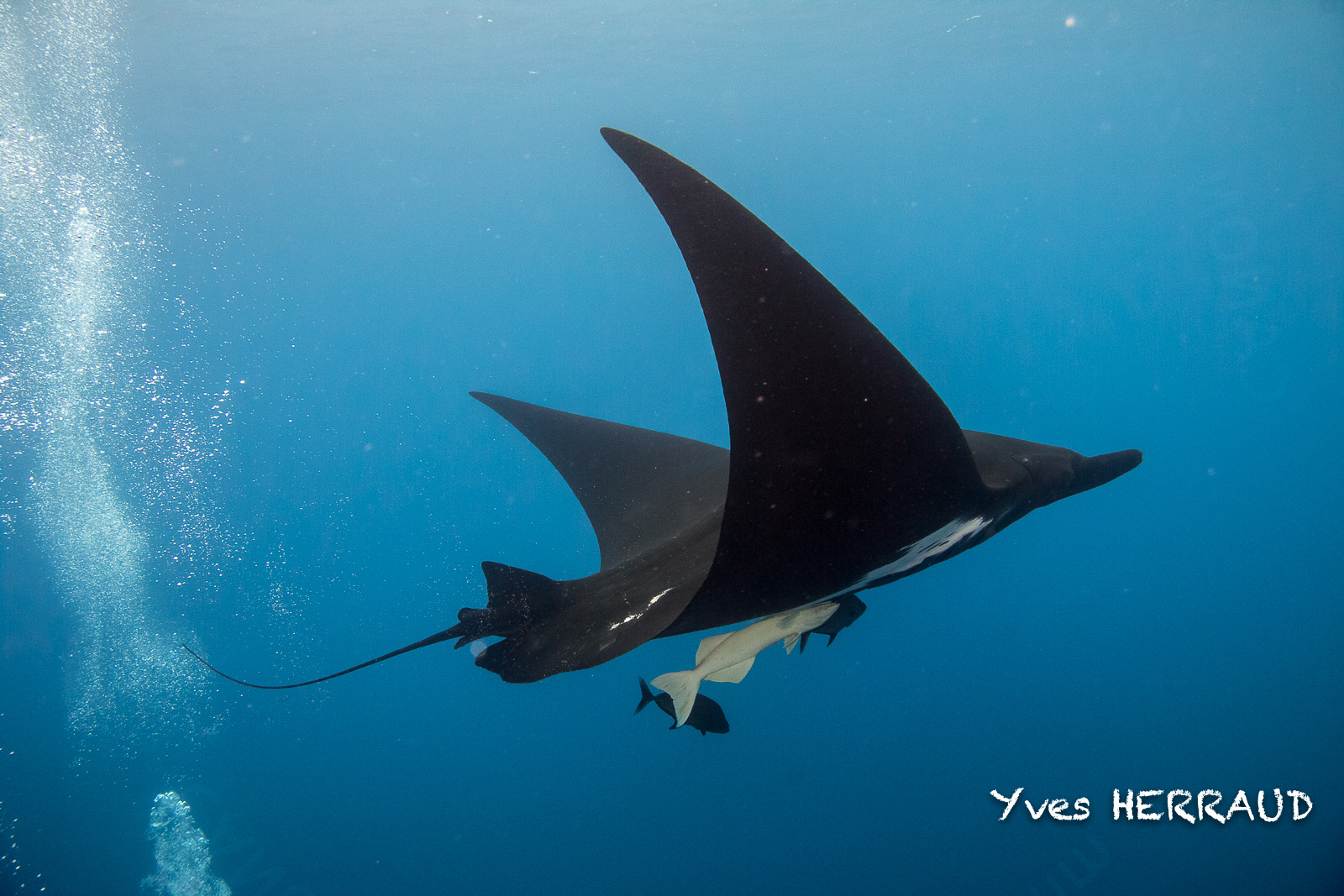 Bam! Manta Heaven