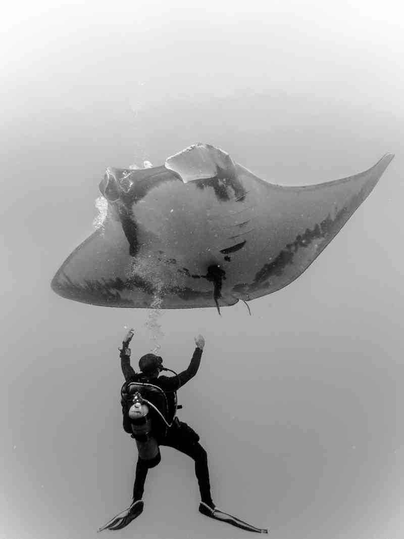 Gymnasts of the Ocean