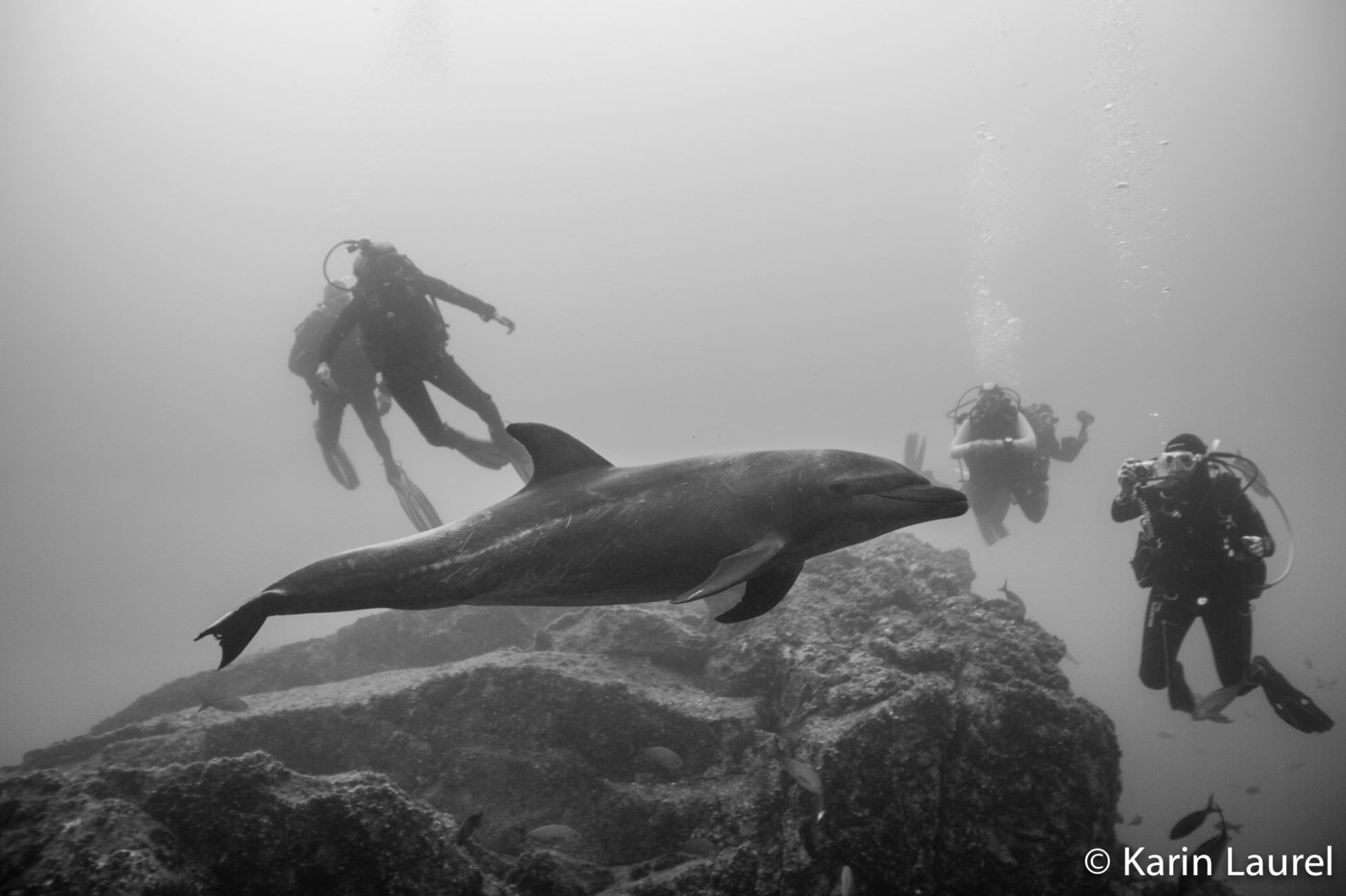 More Mantas than any one would have dreamed of!