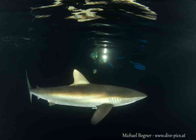 Manta Galore!