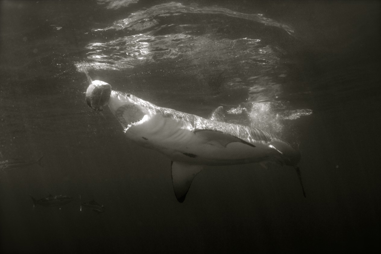 Sharks are just incredible!