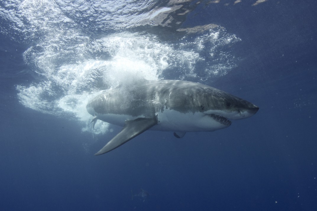 4 Sharks at once!