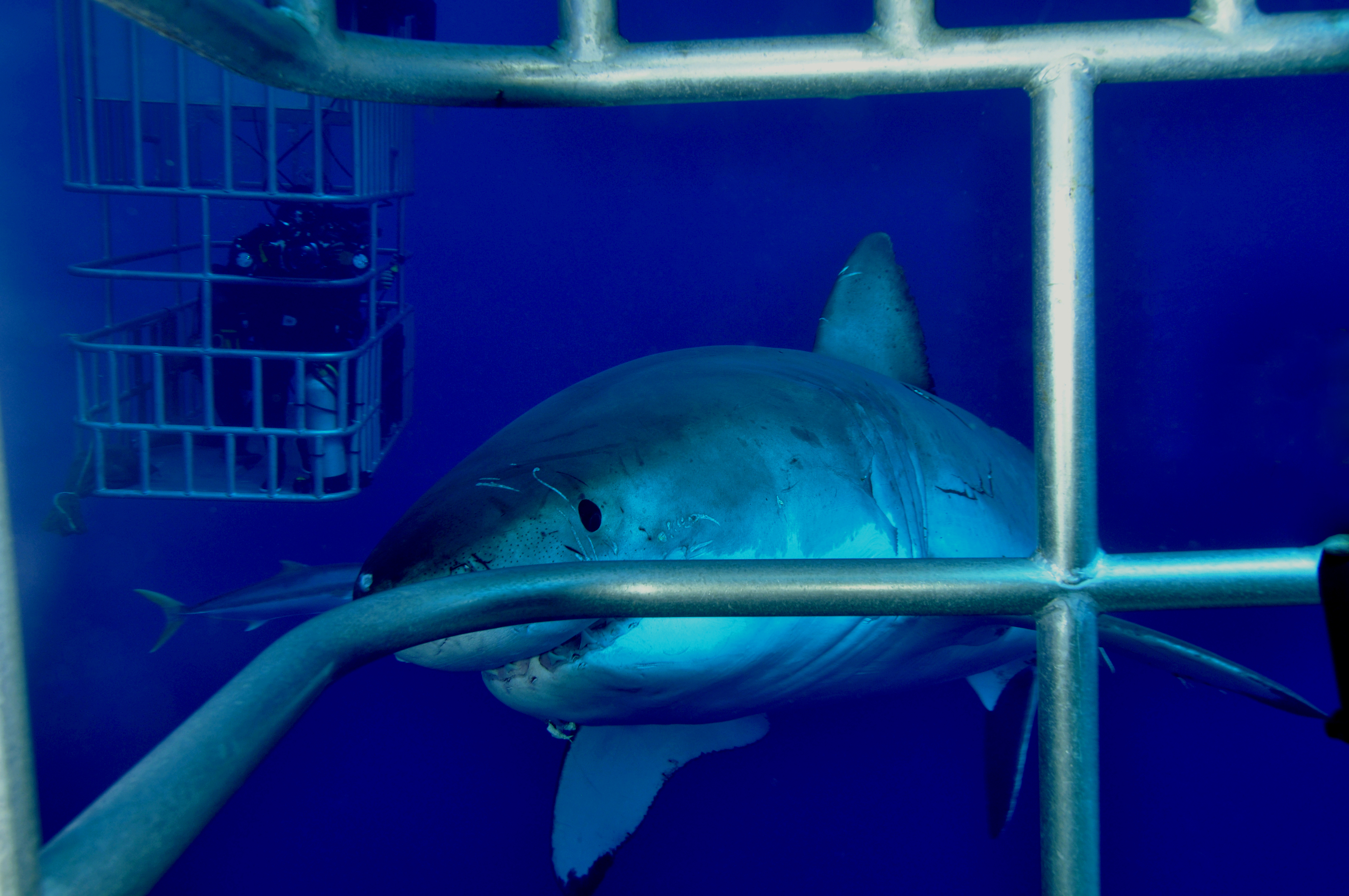 A sharktastic day
