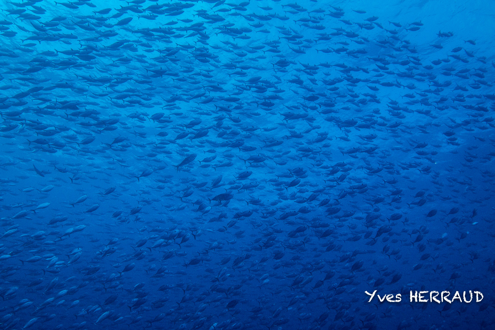 Fishing and going ashore at San Benedicto (Socorro) Island