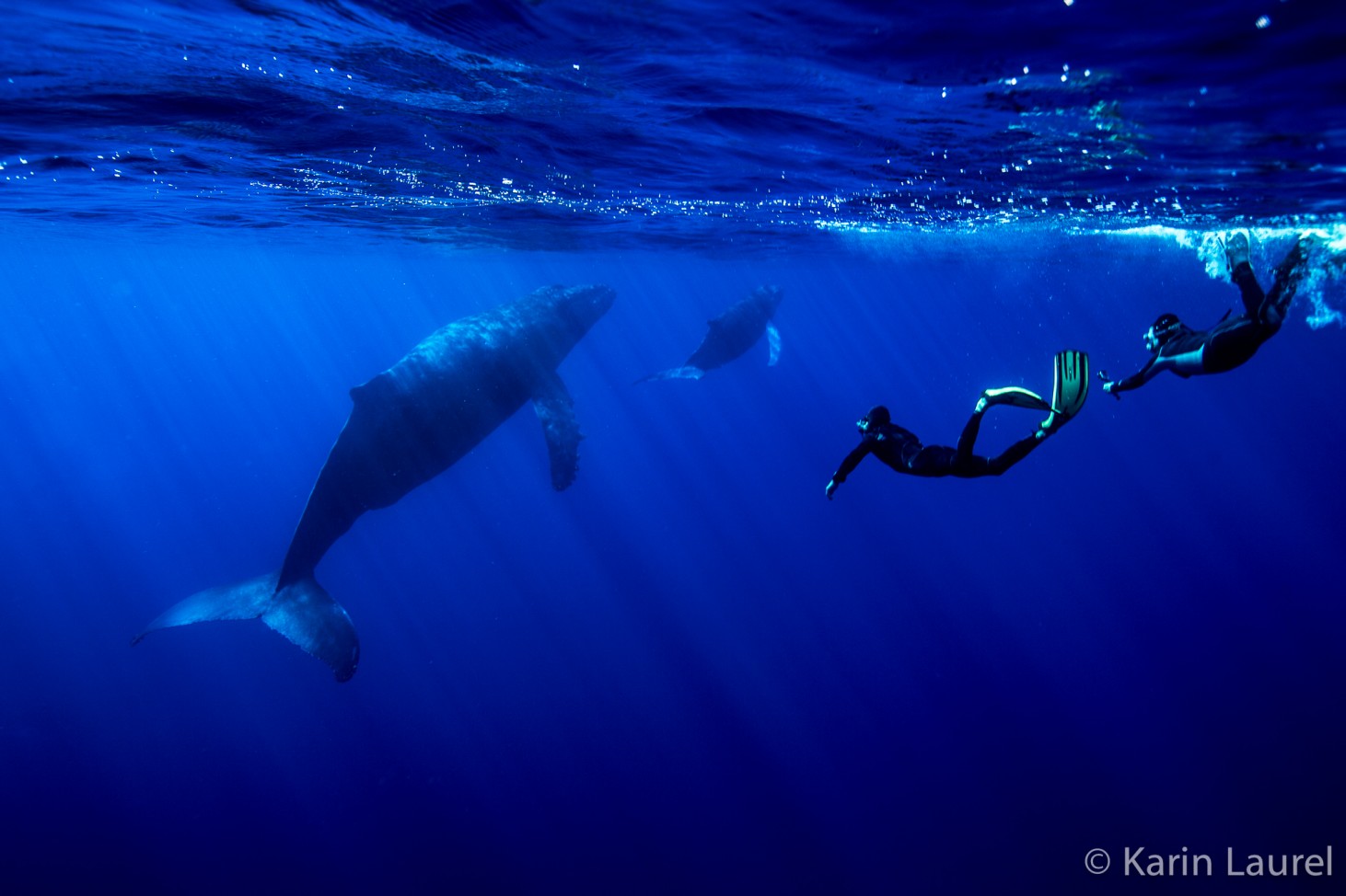 Giant Mantas that wouldn't leave us alone
