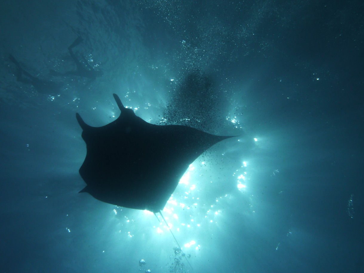 The natural beauty of the depths of San Benedicto!