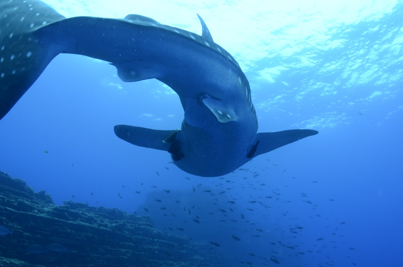 shark swimming past