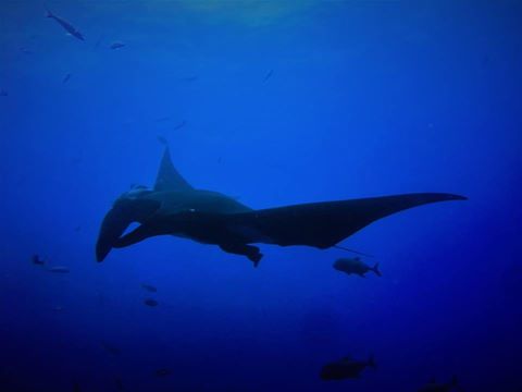 Schooling silkies, a small school of hammerheads, 3 giant mantas, huge schools of bonitos and jacks and even a juvenile whaleshark!