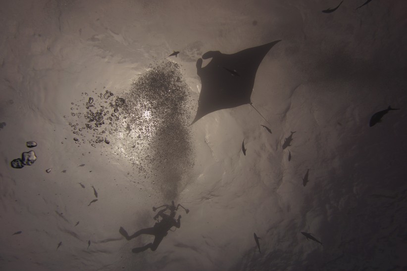 Smiley Mantas!