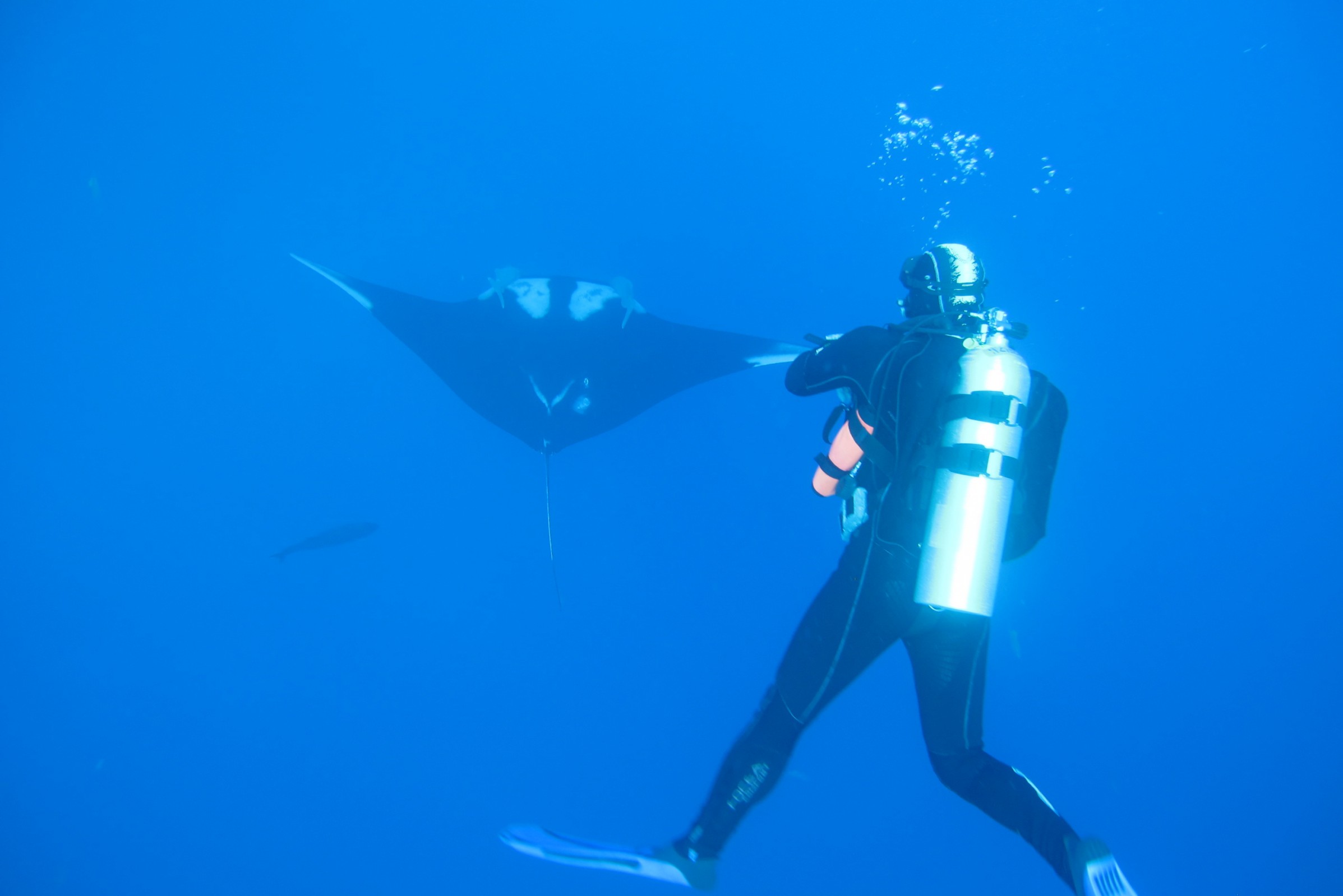 Team Chevron meets a Giant Chevron Manta