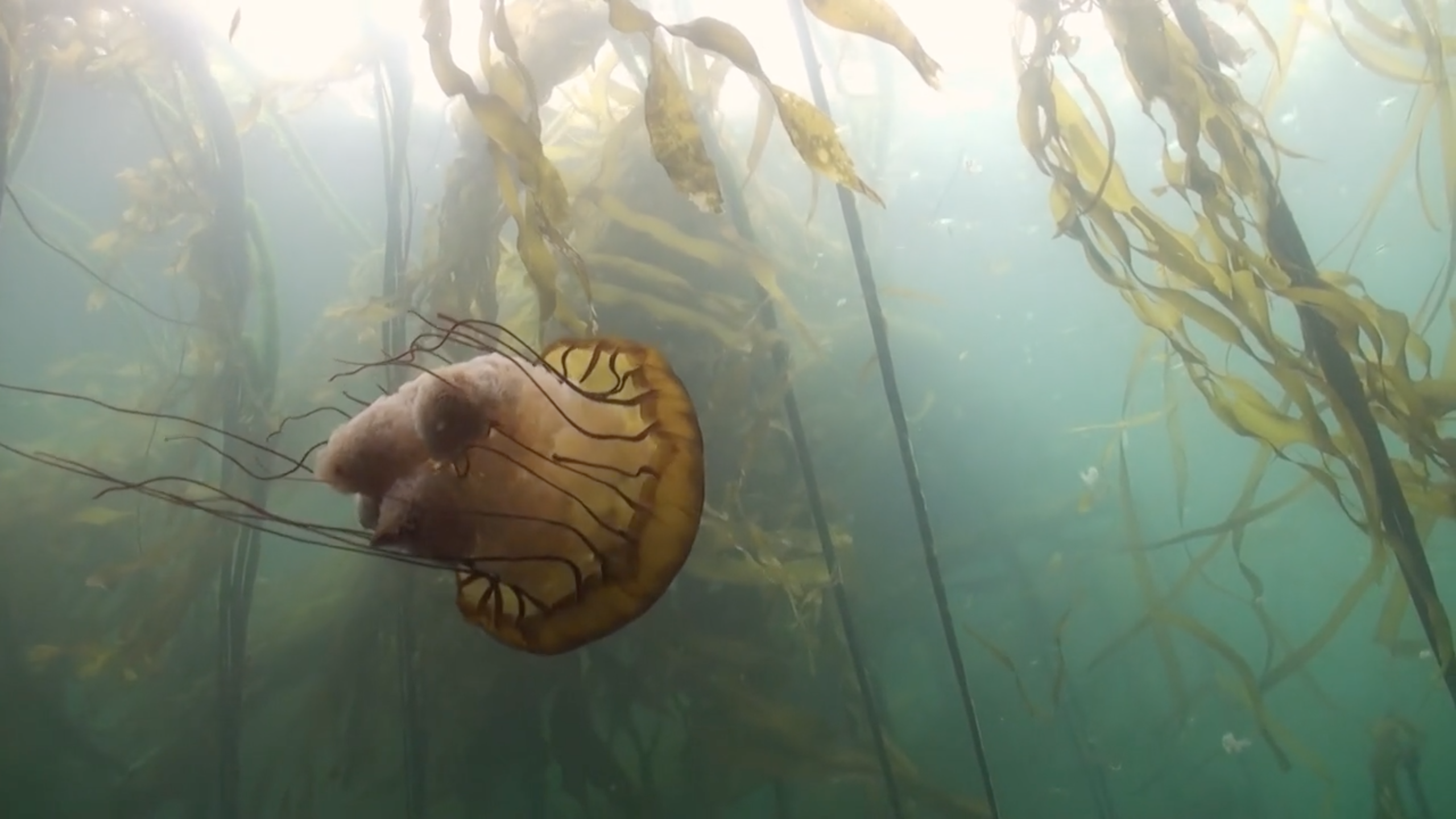 Jellyfish from cold water Impressions