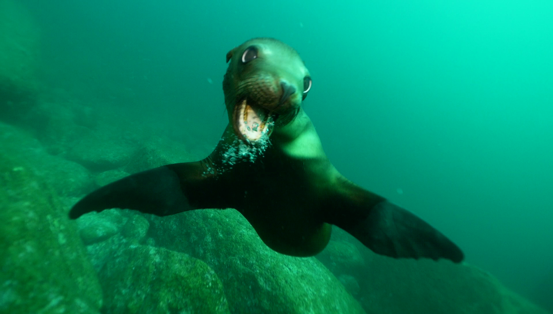 Hordes of parents dejected after Steveston sea lion fails to eat their children