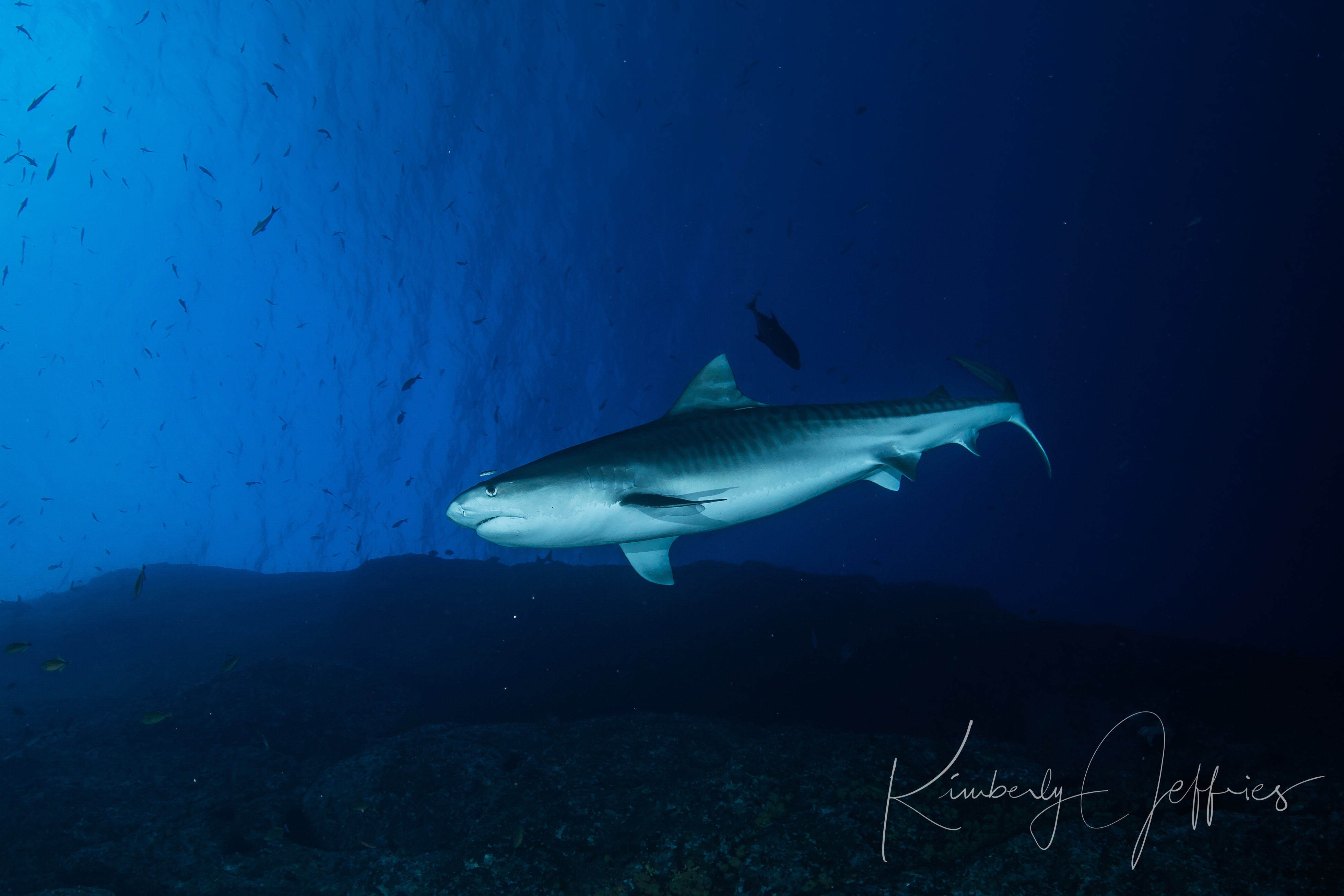 Tiger shark drifts at roca partida