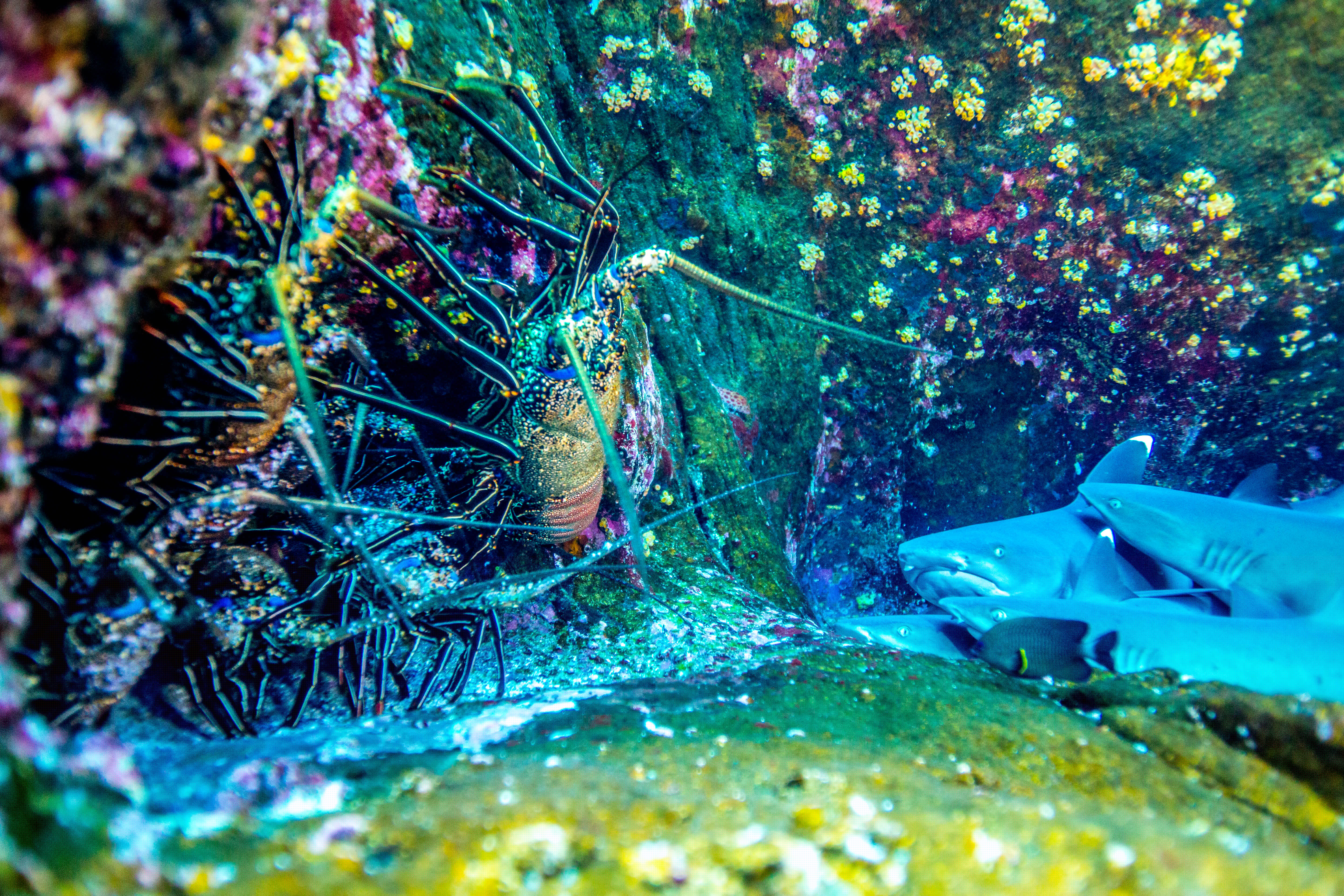 The Fantastic Sea of Cortez