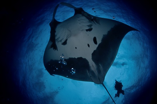 Mantas, Giant Mantas.