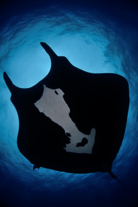 Black Manta swimming overhead