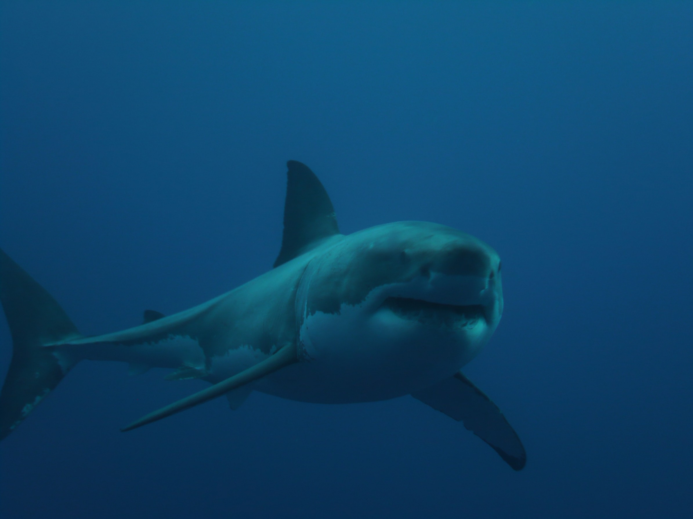 Captain Mike's blog for World Ocean Day