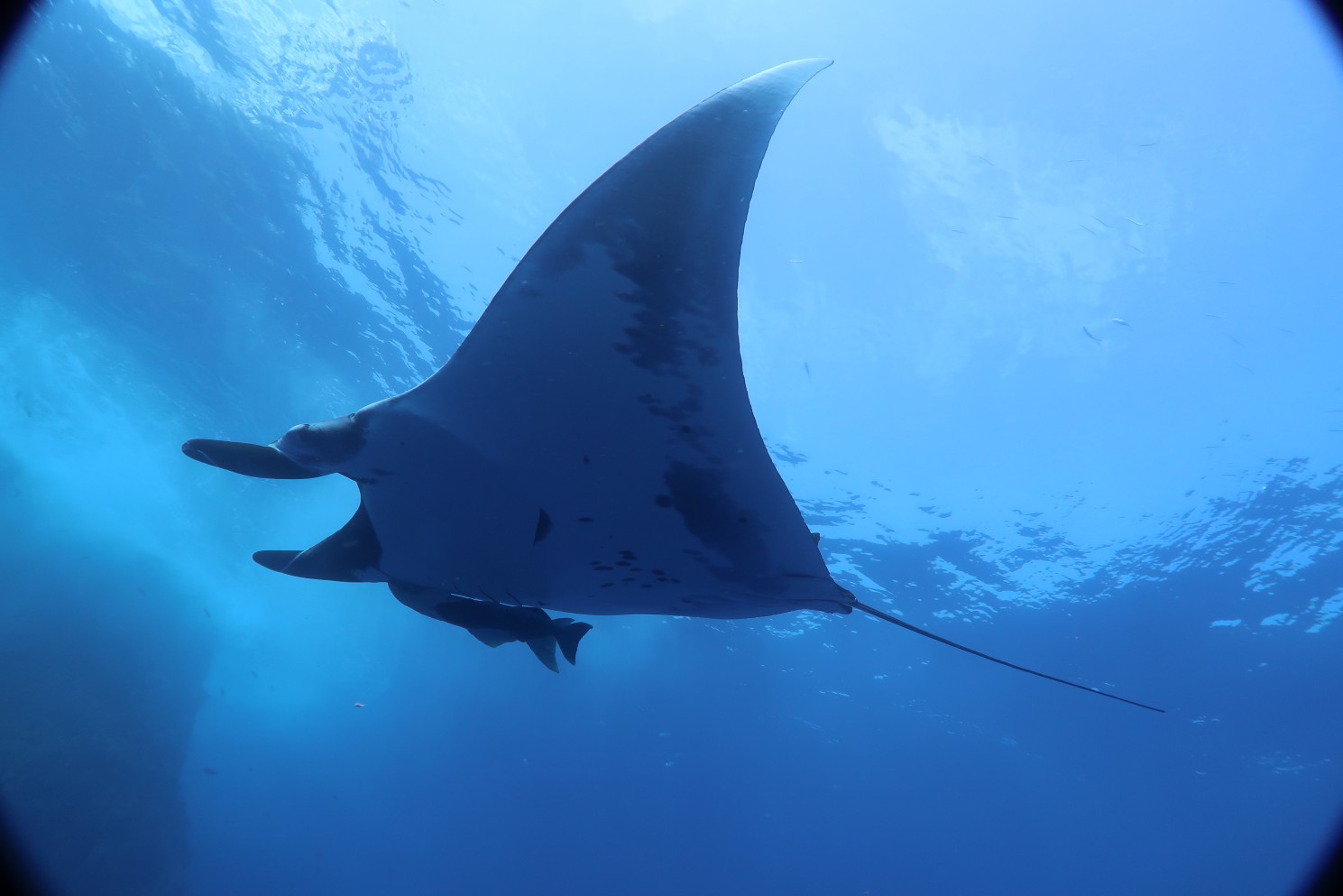 Manta "flying" at Roca Partida