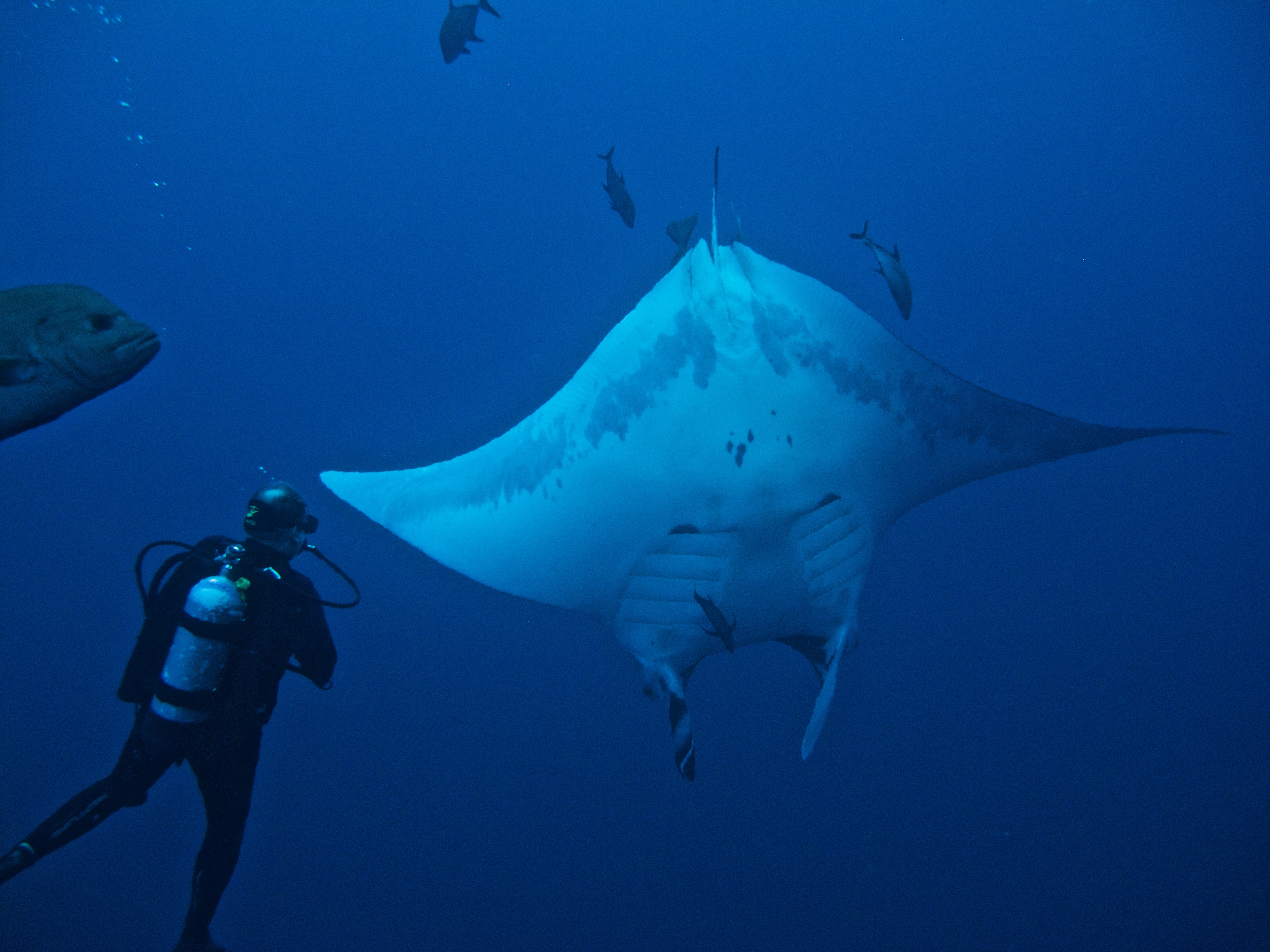 Socorro Mantas - encountered daily