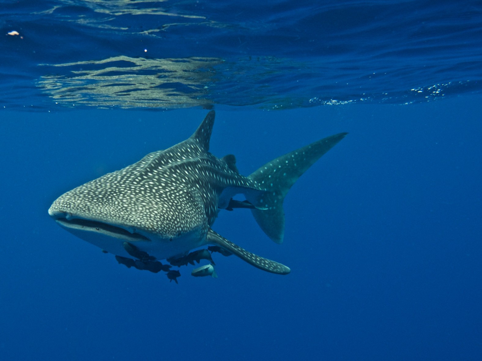 whale shark visits the belle amie