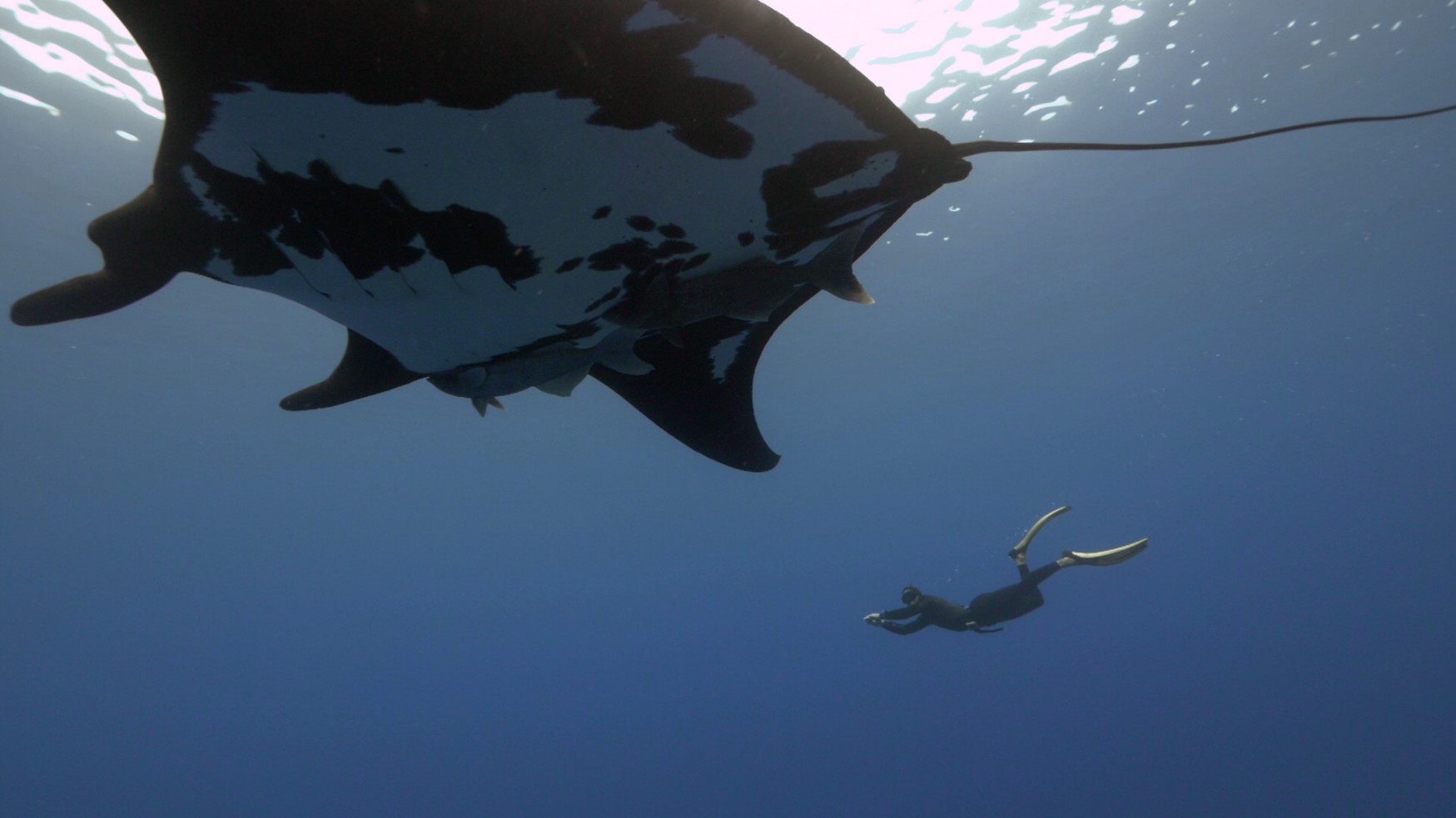 the mantas dwarf the divers at socorro