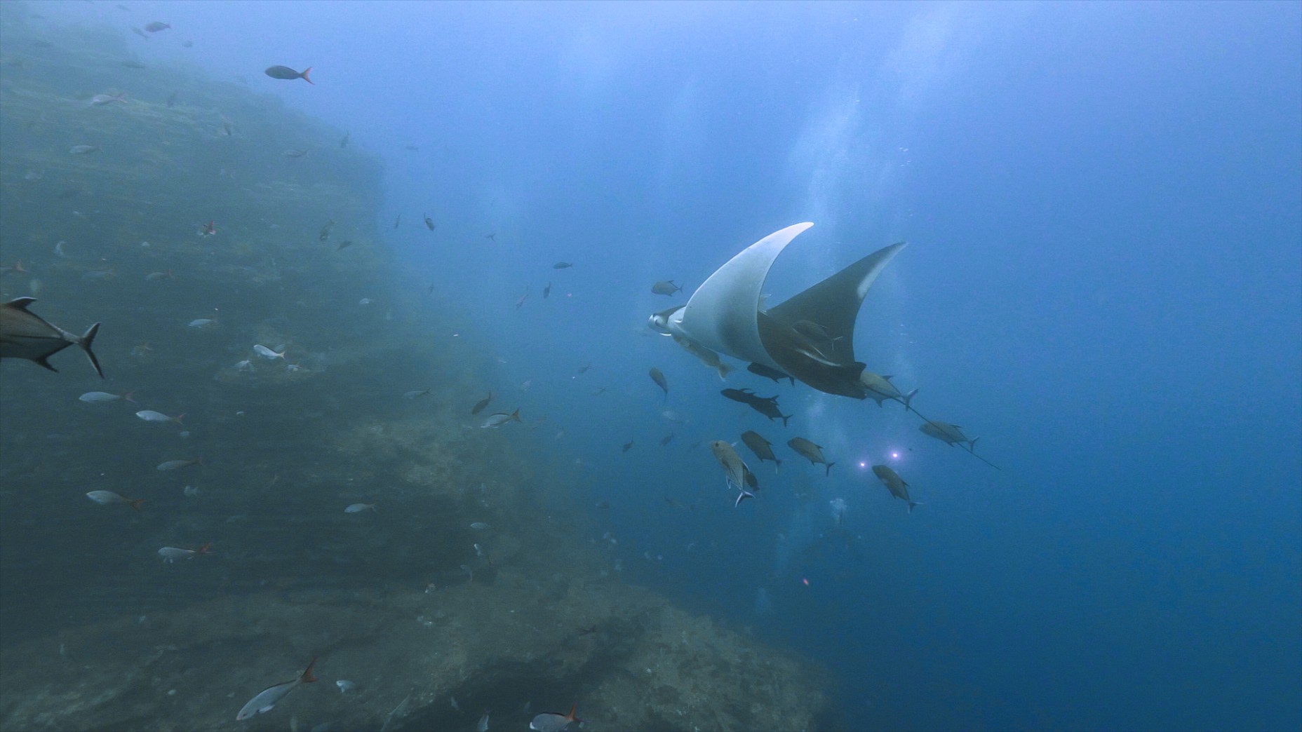 manta flying by the rock