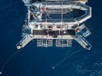 overhead view of the shark cages