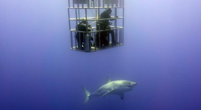 Great Whites are Perfection!