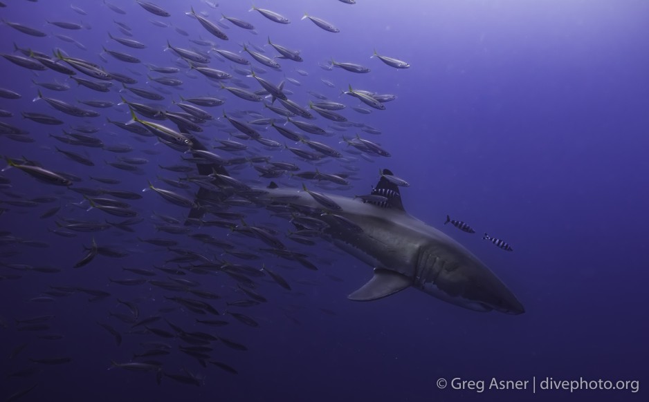 school of fish follow the great white shark