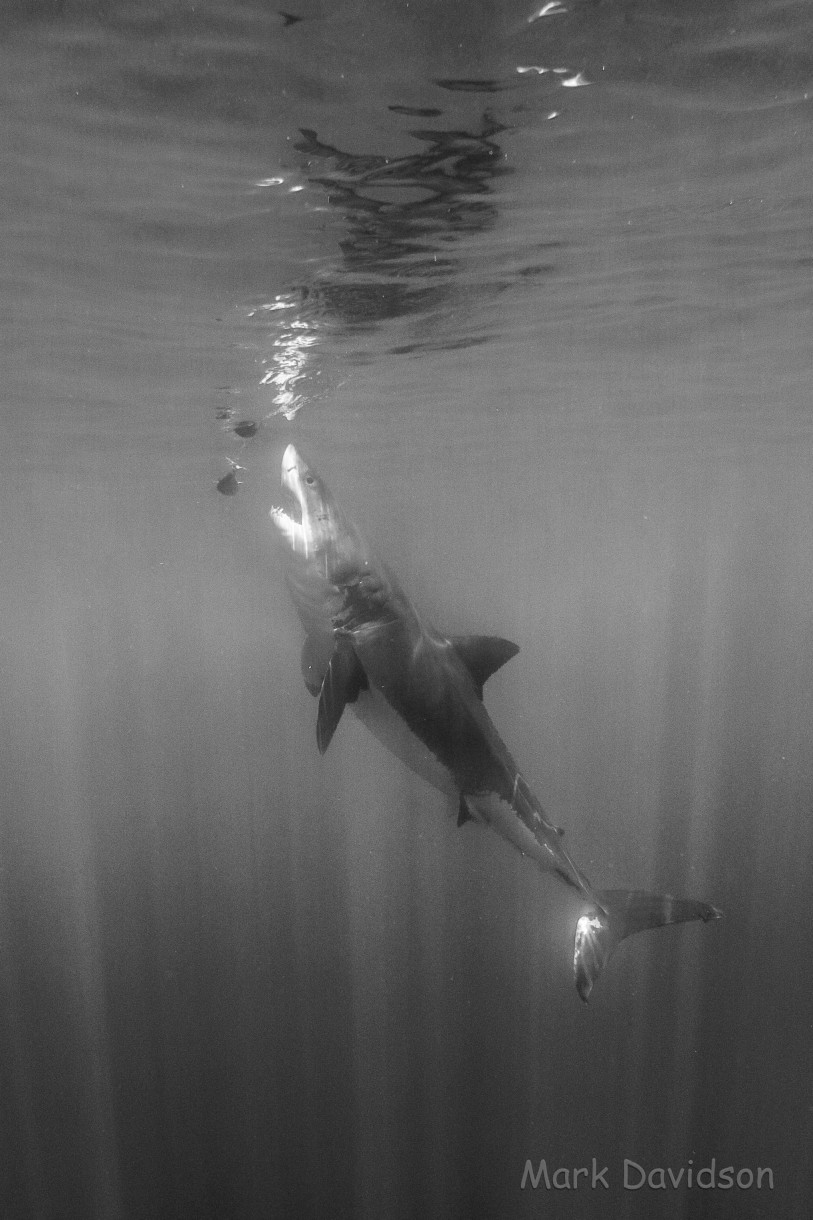 Perfect Conditions for Shark Photos