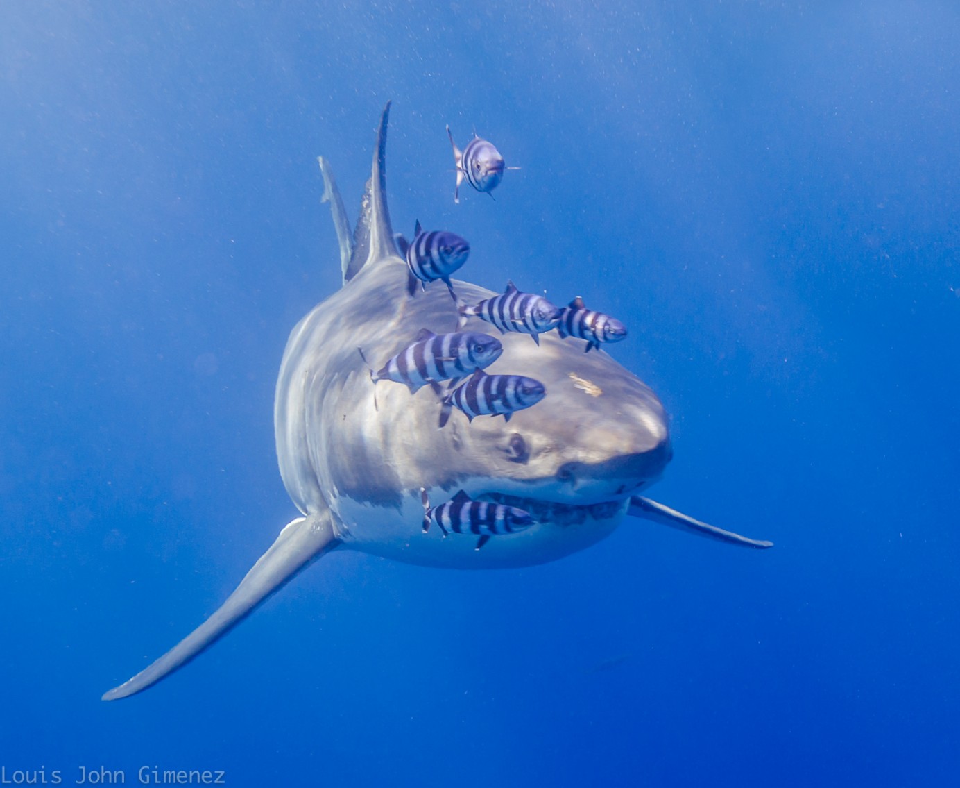 shark cage diving tours in Baja, Mexico
