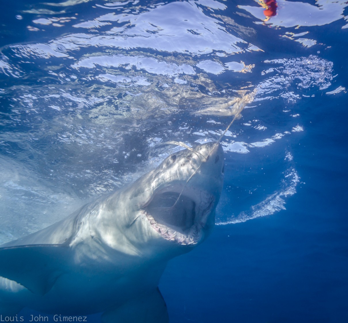 Sharks show off for the cameras