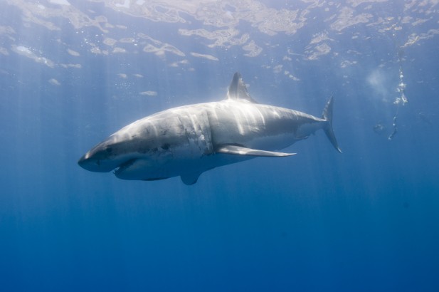 Life goal, Bucket list, Top 10 dive?