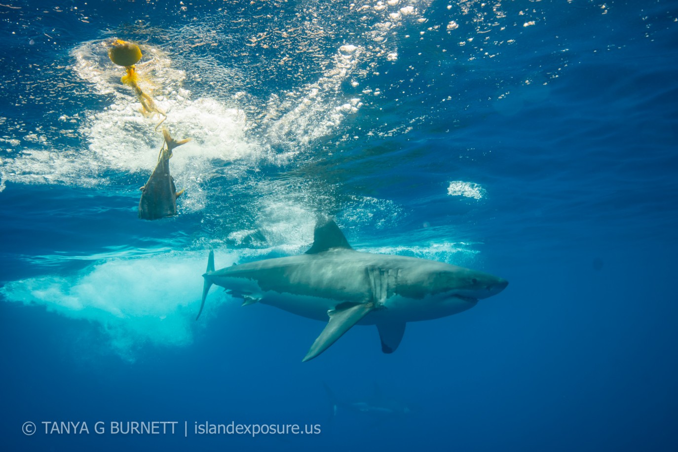 El dia de hoy vimos tres tiburones