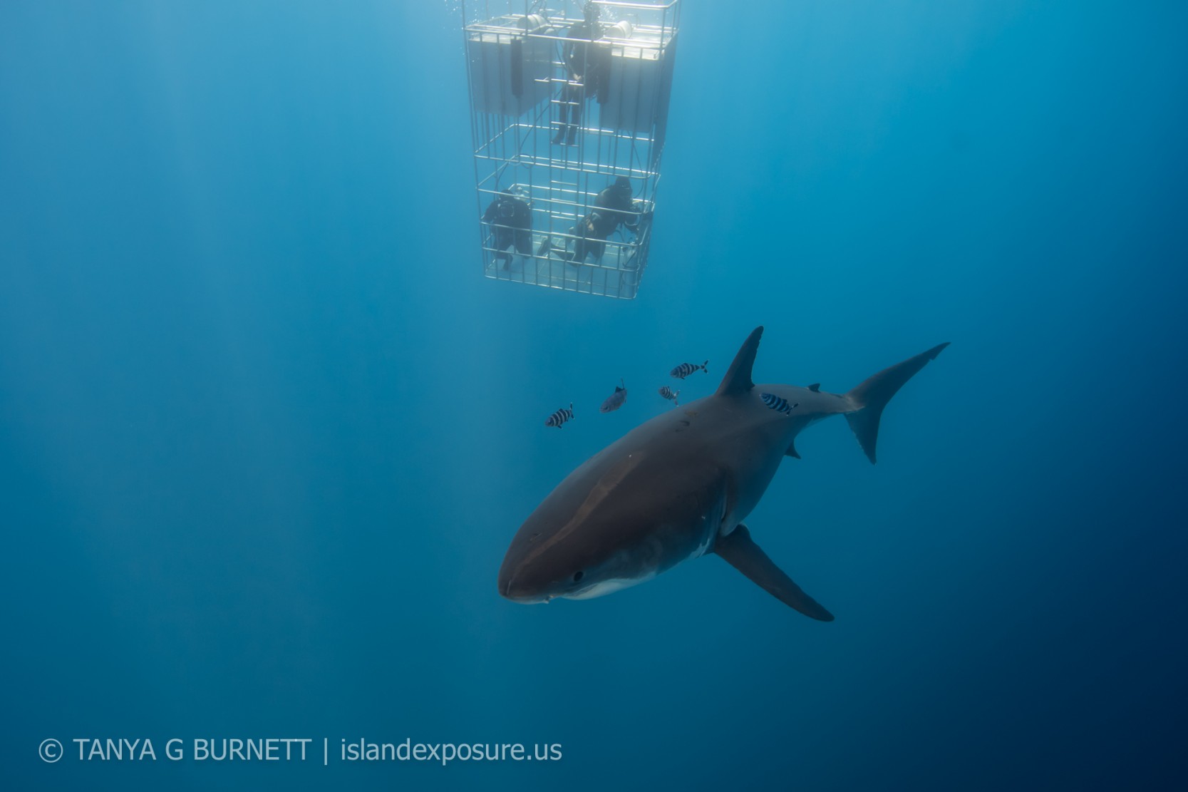 Great whites, out in Abundance