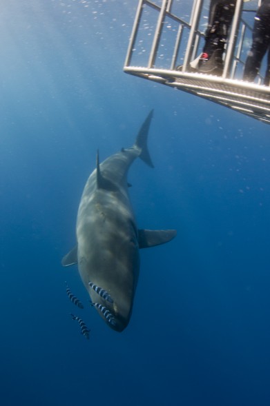 great white descending past cage